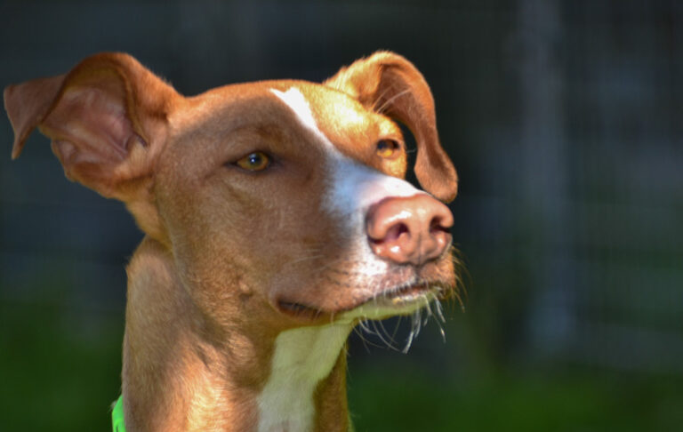 multimedia-foto44512-148-3