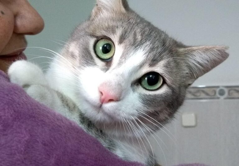 multimedia-foto44752-916-3