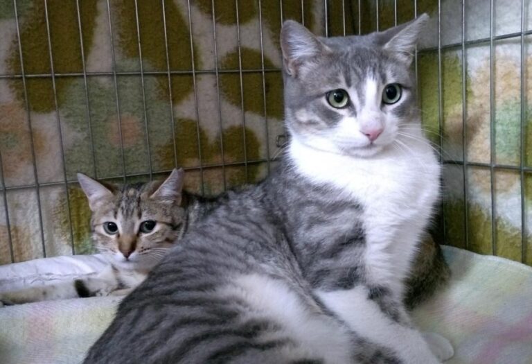 multimedia-foto44754-962-3