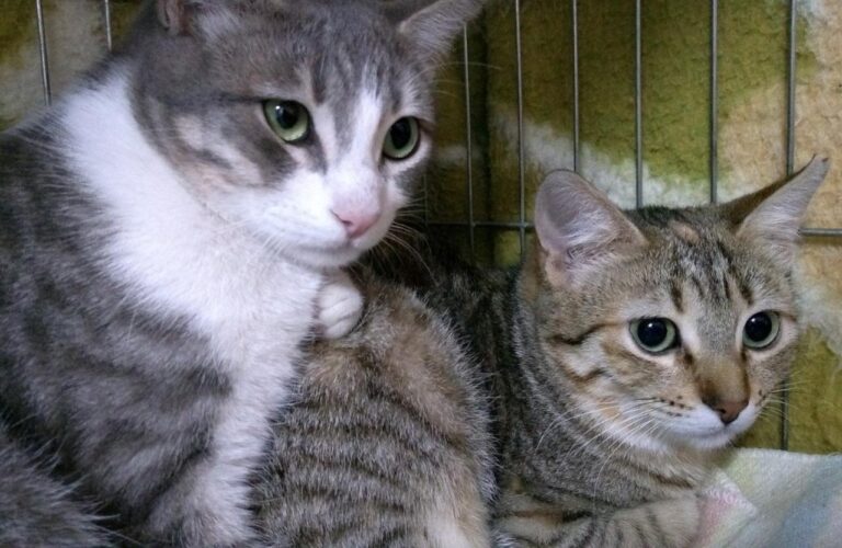 multimedia-foto44758-21-3