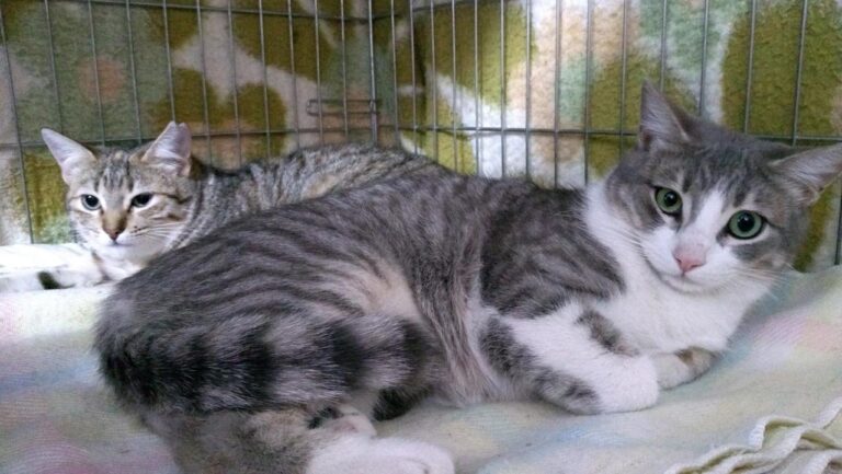 multimedia-foto44760-23-3