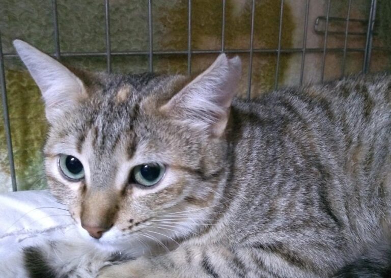 multimedia-foto44761-59-3