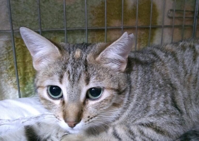 multimedia-foto44762-60-3