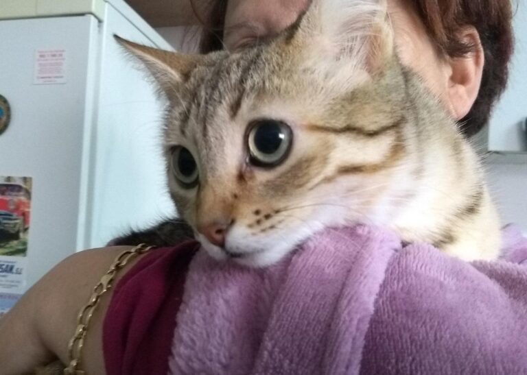 multimedia-foto44763-61-3