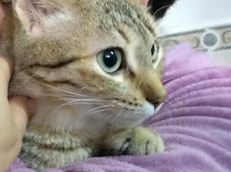 multimedia-foto44766-89-3