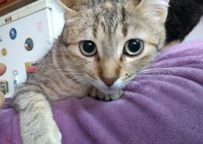 multimedia-foto44767-89-3