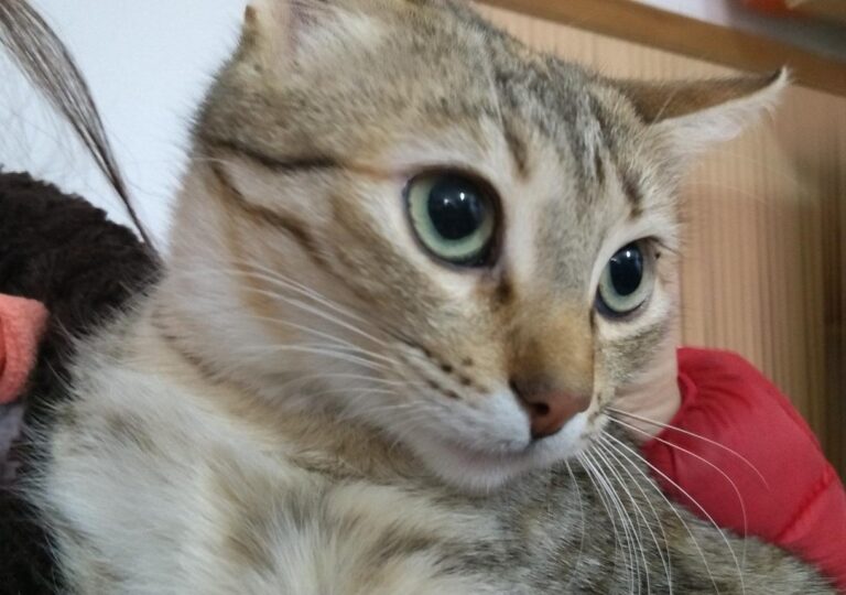 multimedia-foto44768-90-3