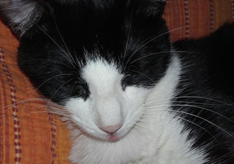 multimedia-foto44873-444-3