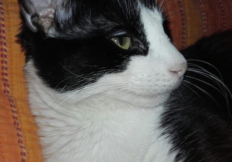 multimedia-foto44874-444-3