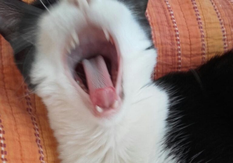 multimedia-foto44875-445-3