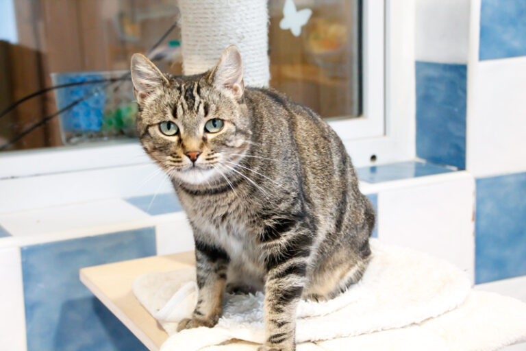 multimedia-foto44886-255-3