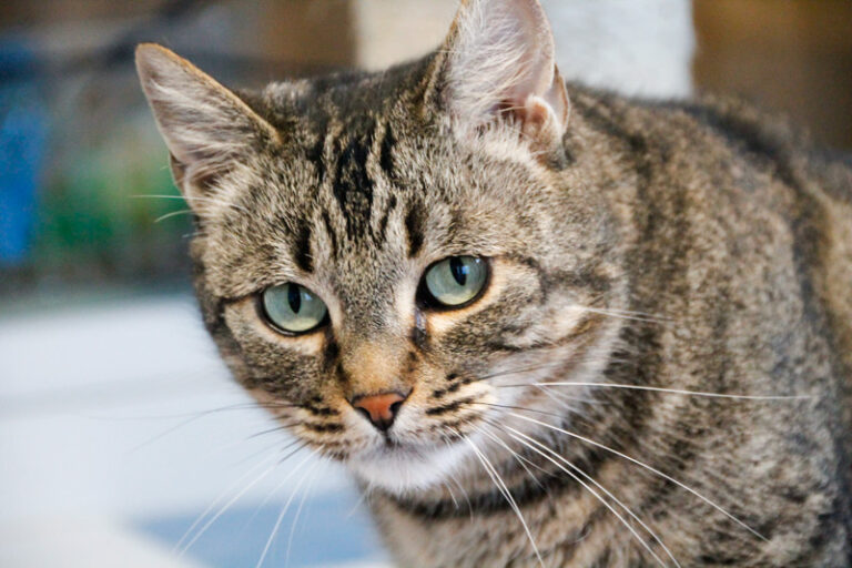 multimedia-foto44887-255-3