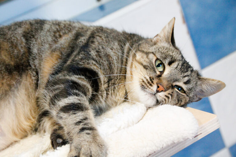 multimedia-foto44889-256-3