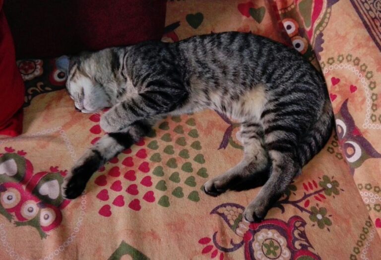 multimedia-foto45011-105-3