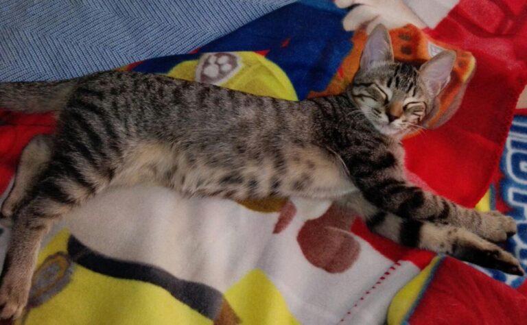 multimedia-foto45012-106-3