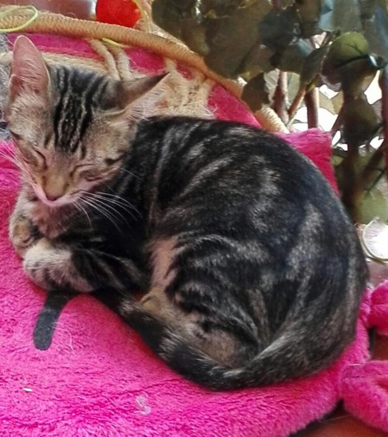 multimedia-foto45017-198-3