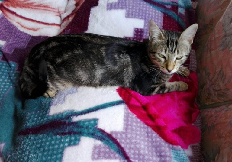 multimedia-foto45018-198-3