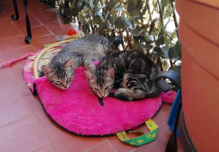 multimedia-foto45019-199-3