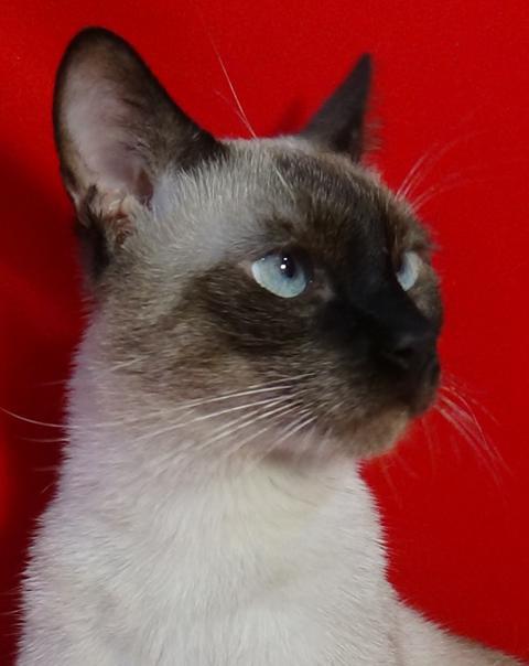 multimedia-foto45150-123-3