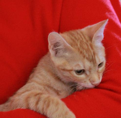 multimedia-foto45153-328-3