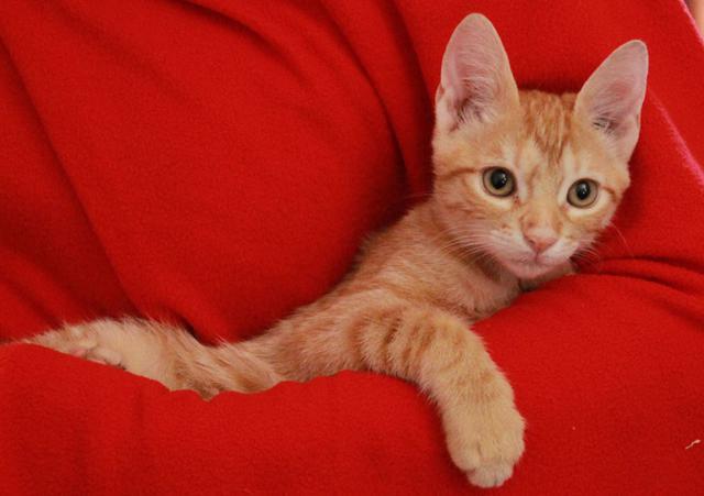 multimedia-foto45154-328-3