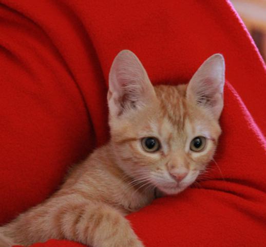 multimedia-foto45155-328-3