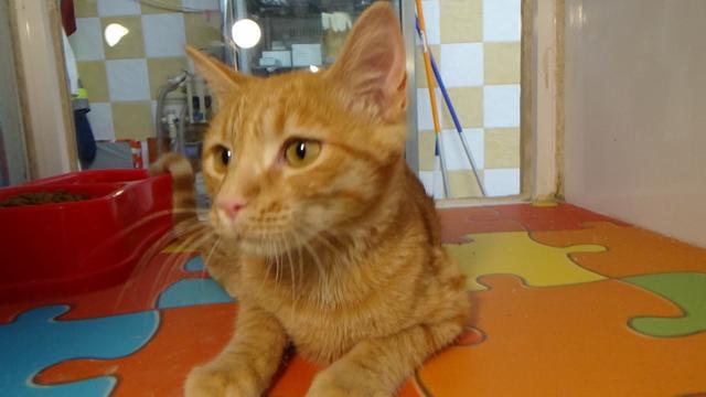 multimedia-foto45167-129-3