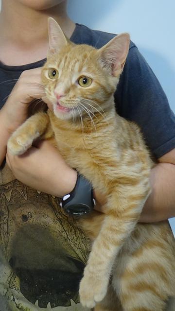 multimedia-foto45170-130-3