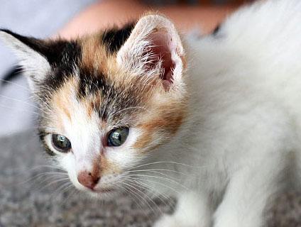 multimedia-foto45183-25-3