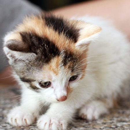 multimedia-foto45185-25-3