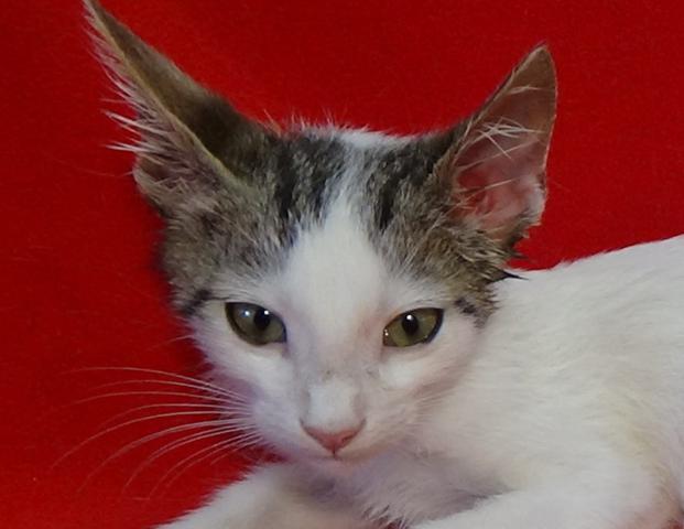 multimedia-foto45212-537-3