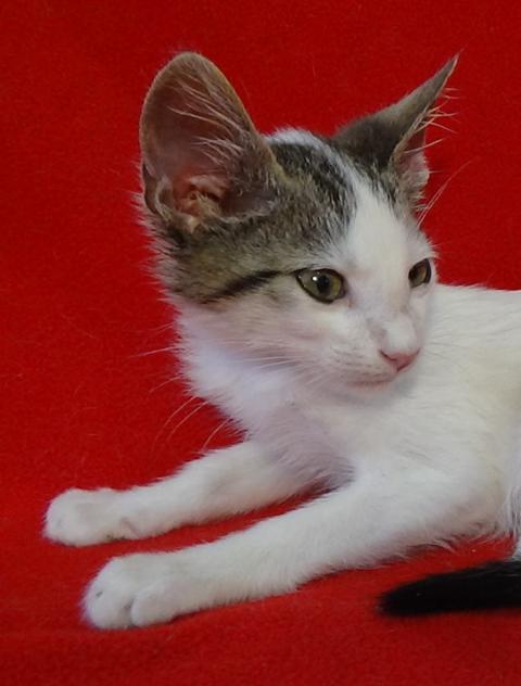 multimedia-foto45213-537-3