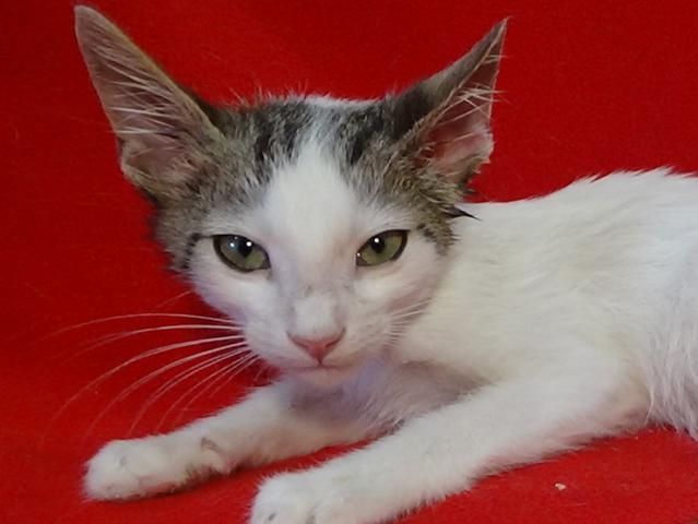 multimedia-foto45216-538-3