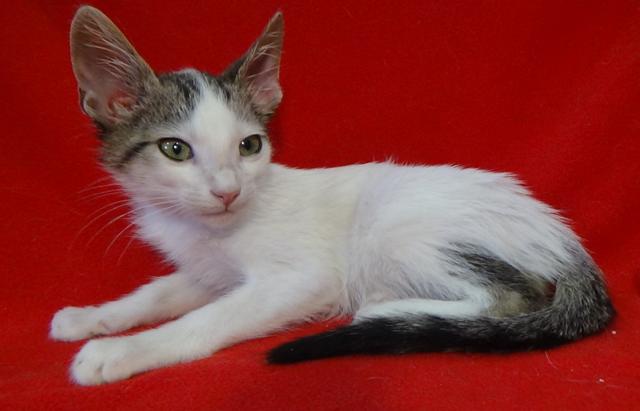 multimedia-foto45220-540-3