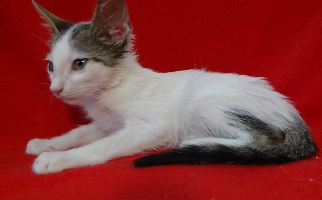 multimedia-foto45221-540-3