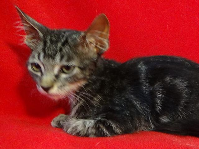 multimedia-foto45226-668-3