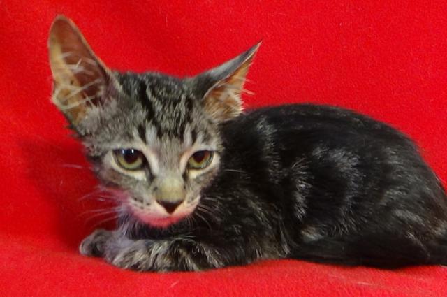 multimedia-foto45227-669-3