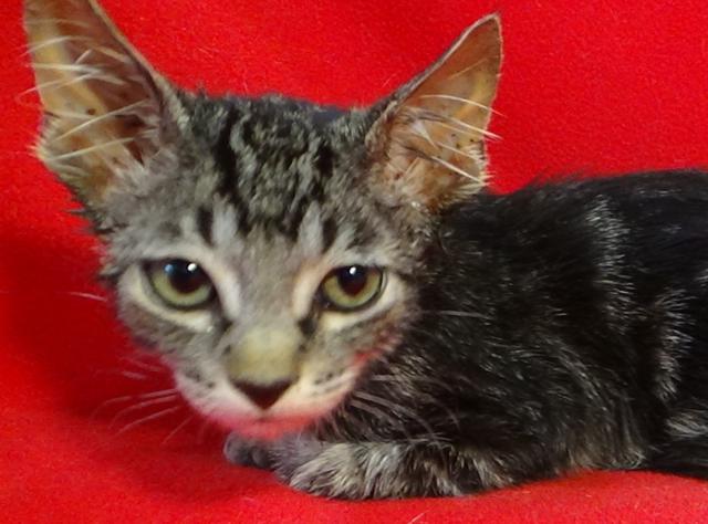 multimedia-foto45228-669-3