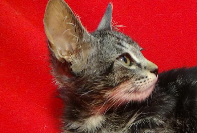 multimedia-foto45229-670-3