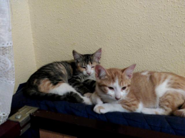 multimedia-foto45247-713-3