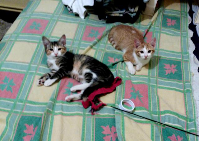 multimedia-foto45249-714-3