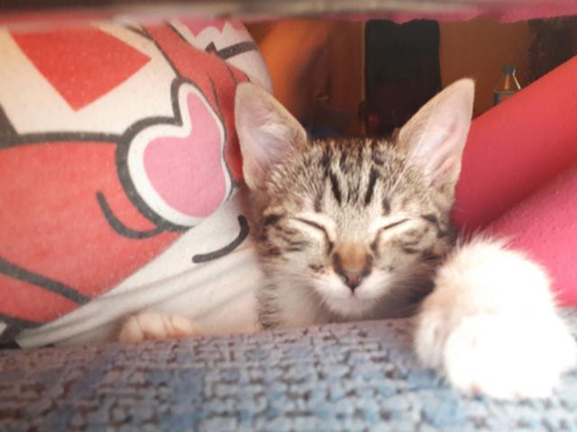 multimedia-foto45256-83-3