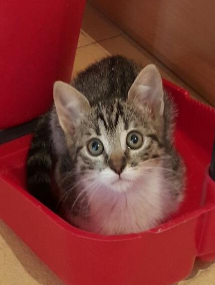 multimedia-foto45257-84-3