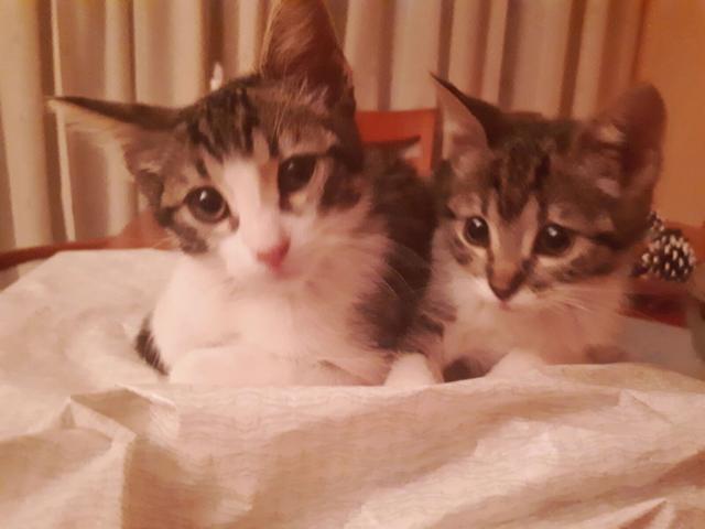 multimedia-foto45258-84-3