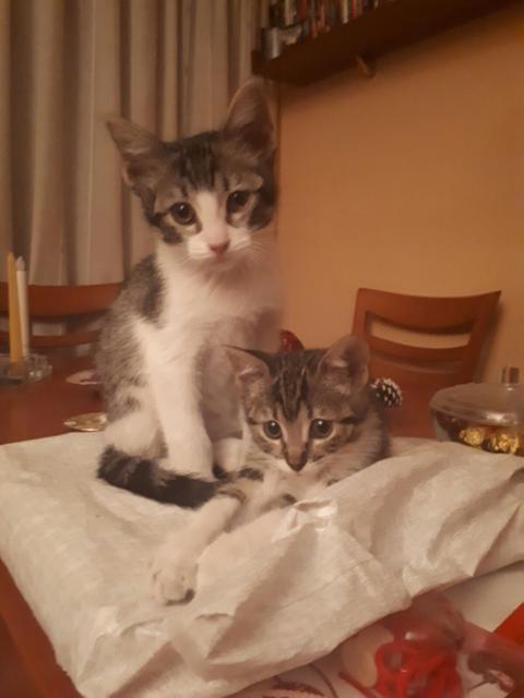 multimedia-foto45260-99-3