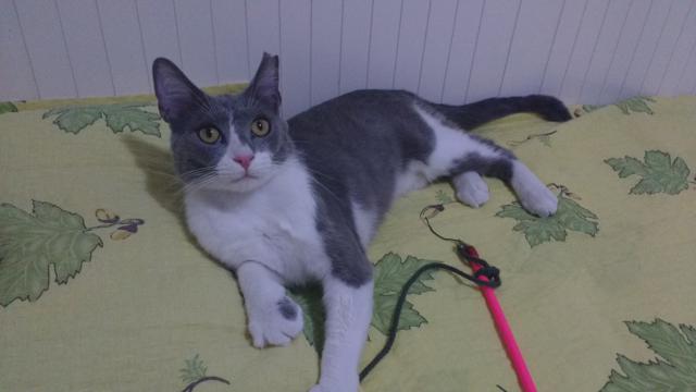 multimedia-foto45263-334-3