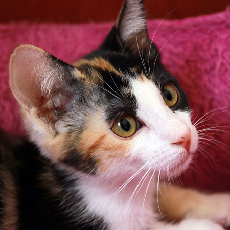 multimedia-foto45281-124-3