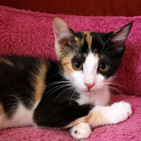 multimedia-foto45282-124-3