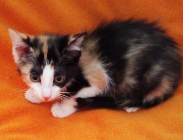 multimedia-foto45284-125-3