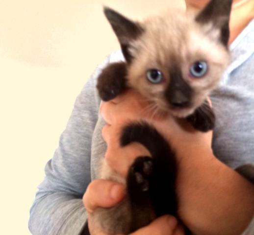 multimedia-foto45297-223-3